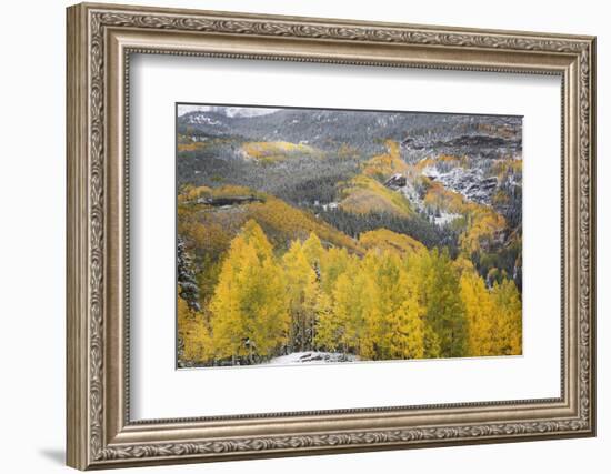 USA, Colorado, San Juan Mountains. Autumn Snowfall on Forest-Don Grall-Framed Photographic Print