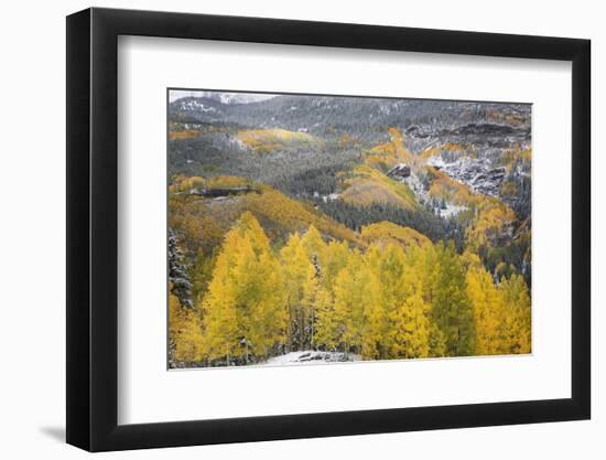 USA, Colorado, San Juan Mountains. Autumn Snowfall on Forest-Don Grall-Framed Photographic Print