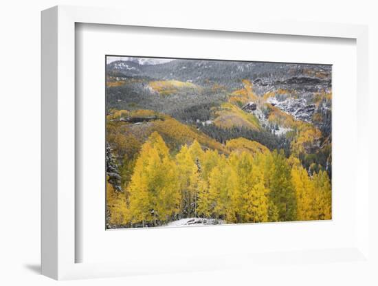 USA, Colorado, San Juan Mountains. Autumn Snowfall on Forest-Don Grall-Framed Photographic Print