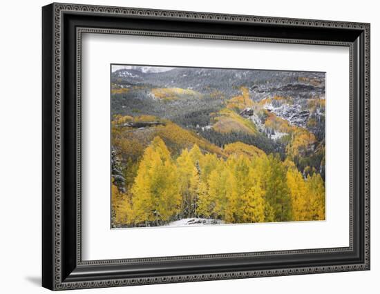 USA, Colorado, San Juan Mountains. Autumn Snowfall on Forest-Don Grall-Framed Photographic Print