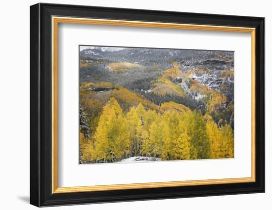 USA, Colorado, San Juan Mountains. Autumn Snowfall on Forest-Don Grall-Framed Photographic Print