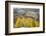 USA, Colorado, San Juan Mountains. Autumn Snowfall on Forest-Don Grall-Framed Photographic Print