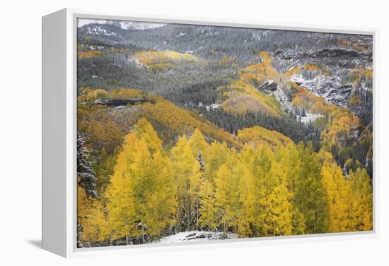 USA, Colorado, San Juan Mountains. Autumn Snowfall on Forest-Don Grall-Framed Premier Image Canvas