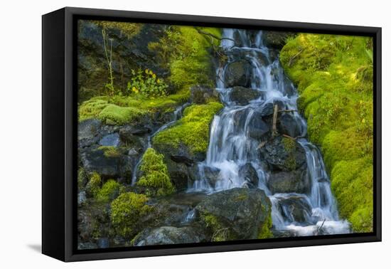 USA, Colorado, San Juan Mountains. Cascade Down Mossy Hillside-Jaynes Gallery-Framed Premier Image Canvas