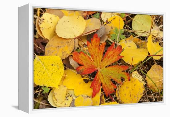 USA, Colorado, San Juan Mountains. Geranium and aspen leaves.-Jaynes Gallery-Framed Premier Image Canvas