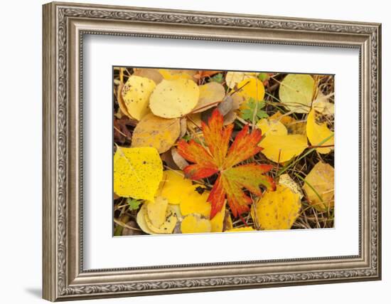 USA, Colorado, San Juan Mountains. Geranium and aspen leaves.-Jaynes Gallery-Framed Photographic Print