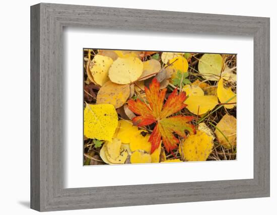 USA, Colorado, San Juan Mountains. Geranium and aspen leaves.-Jaynes Gallery-Framed Photographic Print