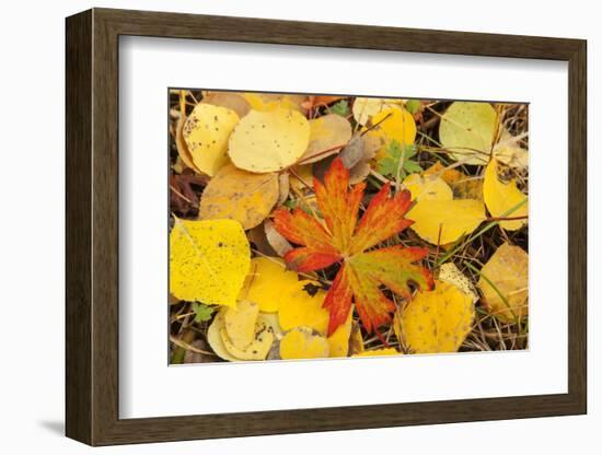 USA, Colorado, San Juan Mountains. Geranium and aspen leaves.-Jaynes Gallery-Framed Photographic Print