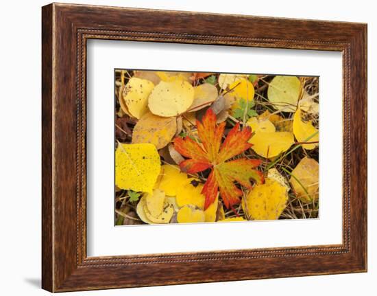 USA, Colorado, San Juan Mountains. Geranium and aspen leaves.-Jaynes Gallery-Framed Photographic Print