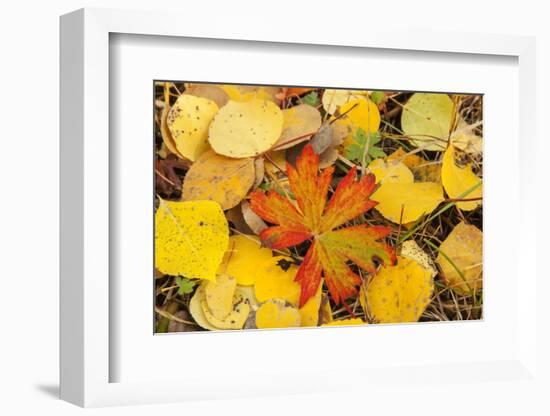 USA, Colorado, San Juan Mountains. Geranium and aspen leaves.-Jaynes Gallery-Framed Photographic Print