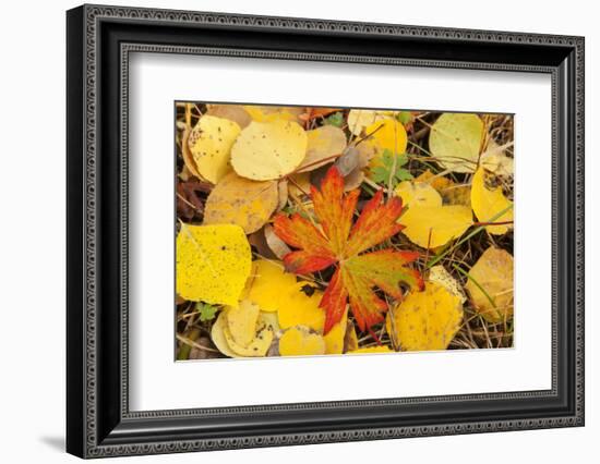 USA, Colorado, San Juan Mountains. Geranium and aspen leaves.-Jaynes Gallery-Framed Photographic Print