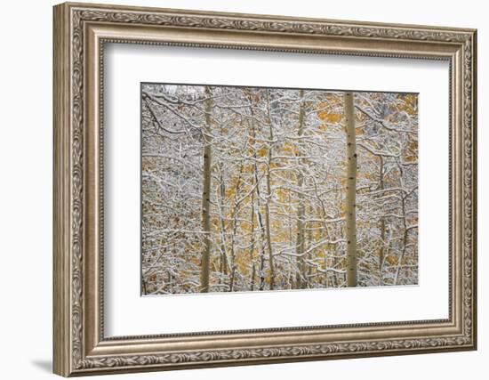 USA, Colorado, San Juan Mountains. Snow on Aspen Trees-Don Grall-Framed Photographic Print