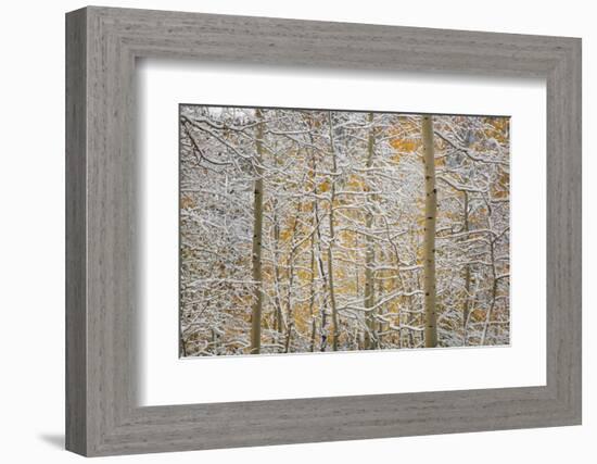 USA, Colorado, San Juan Mountains. Snow on Aspen Trees-Don Grall-Framed Photographic Print