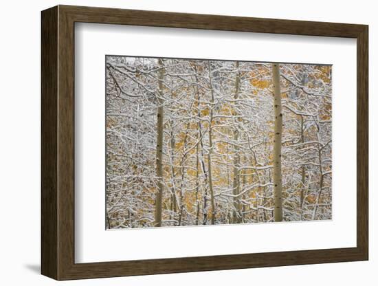 USA, Colorado, San Juan Mountains. Snow on Aspen Trees-Don Grall-Framed Photographic Print