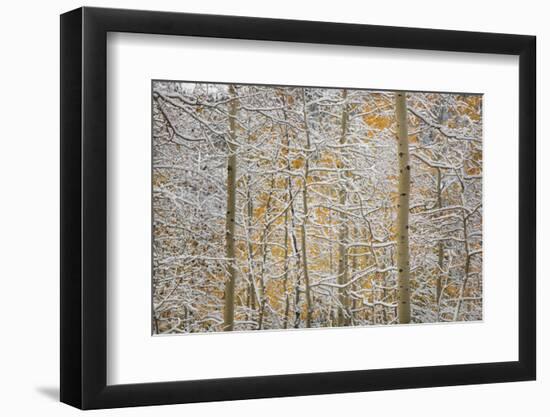 USA, Colorado, San Juan Mountains. Snow on Aspen Trees-Don Grall-Framed Photographic Print