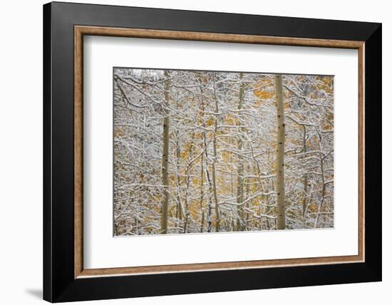 USA, Colorado, San Juan Mountains. Snow on Aspen Trees-Don Grall-Framed Photographic Print