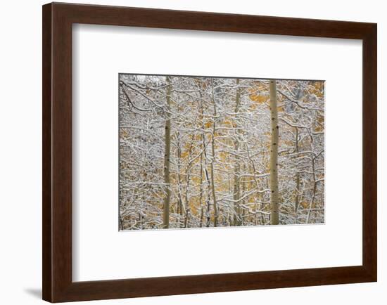 USA, Colorado, San Juan Mountains. Snow on Aspen Trees-Don Grall-Framed Photographic Print