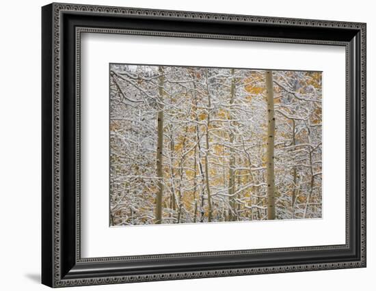 USA, Colorado, San Juan Mountains. Snow on Aspen Trees-Don Grall-Framed Photographic Print