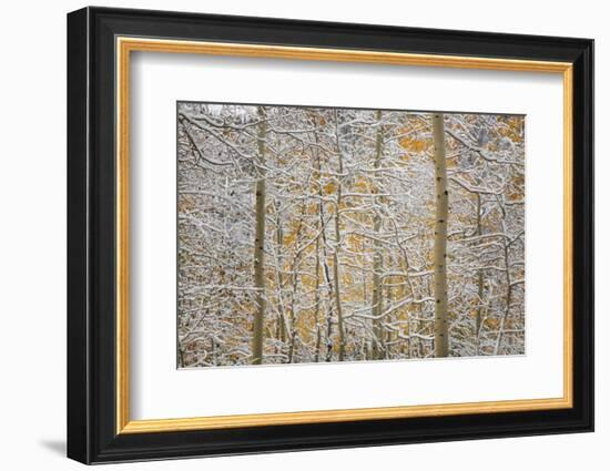 USA, Colorado, San Juan Mountains. Snow on Aspen Trees-Don Grall-Framed Photographic Print