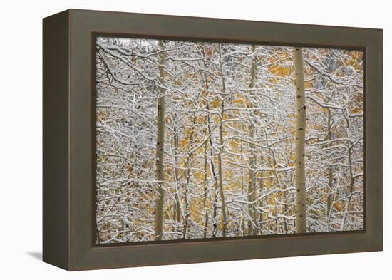 USA, Colorado, San Juan Mountains. Snow on Aspen Trees-Don Grall-Framed Premier Image Canvas