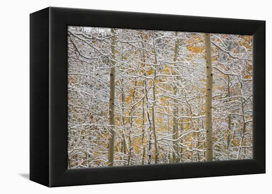 USA, Colorado, San Juan Mountains. Snow on Aspen Trees-Don Grall-Framed Premier Image Canvas