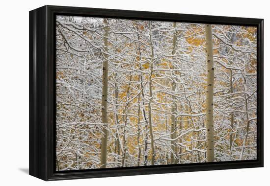 USA, Colorado, San Juan Mountains. Snow on Aspen Trees-Don Grall-Framed Premier Image Canvas