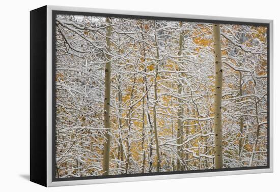 USA, Colorado, San Juan Mountains. Snow on Aspen Trees-Don Grall-Framed Premier Image Canvas