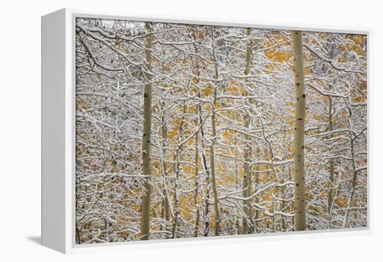 USA, Colorado, San Juan Mountains. Snow on Aspen Trees-Don Grall-Framed Premier Image Canvas