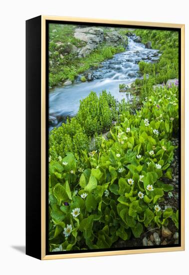 USA, Colorado, San Juan Mountains. Stream Cascade and Spring Marigolds-Jaynes Gallery-Framed Premier Image Canvas