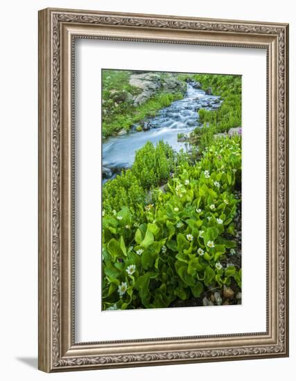 USA, Colorado, San Juan Mountains. Stream Cascade and Spring Marigolds-Jaynes Gallery-Framed Photographic Print