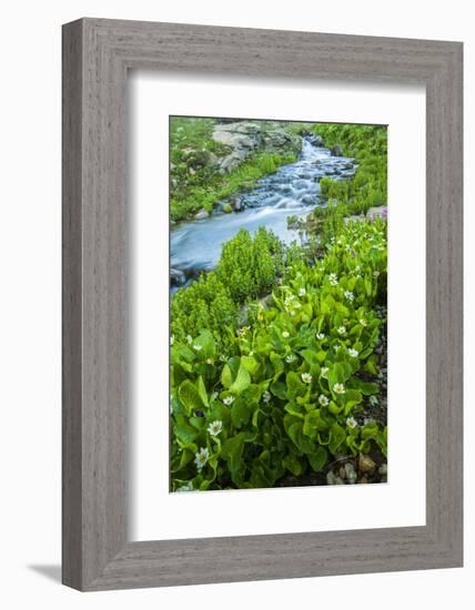 USA, Colorado, San Juan Mountains. Stream Cascade and Spring Marigolds-Jaynes Gallery-Framed Photographic Print