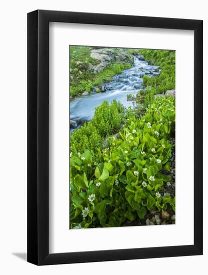 USA, Colorado, San Juan Mountains. Stream Cascade and Spring Marigolds-Jaynes Gallery-Framed Photographic Print