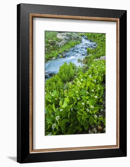 USA, Colorado, San Juan Mountains. Stream Cascade and Spring Marigolds-Jaynes Gallery-Framed Photographic Print