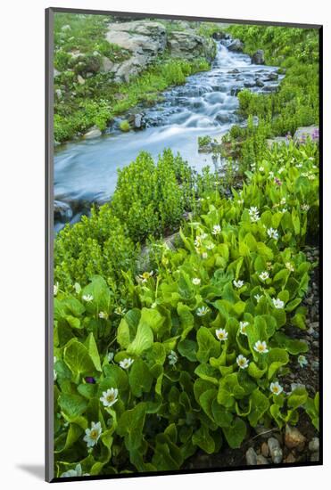 USA, Colorado, San Juan Mountains. Stream Cascade and Spring Marigolds-Jaynes Gallery-Mounted Photographic Print