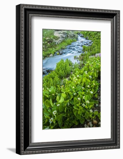 USA, Colorado, San Juan Mountains. Stream Cascade and Spring Marigolds-Jaynes Gallery-Framed Photographic Print