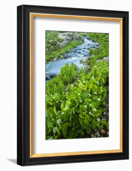 USA, Colorado, San Juan Mountains. Stream Cascade and Spring Marigolds-Jaynes Gallery-Framed Photographic Print