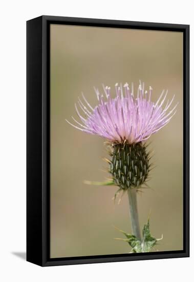 USA, Colorado, San Juan Mountains. Thistle flower close-up.-Jaynes Gallery-Framed Premier Image Canvas