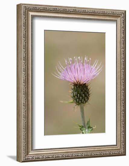 USA, Colorado, San Juan Mountains. Thistle flower close-up.-Jaynes Gallery-Framed Photographic Print
