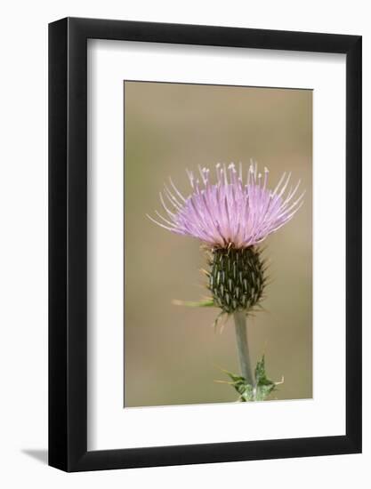 USA, Colorado, San Juan Mountains. Thistle flower close-up.-Jaynes Gallery-Framed Photographic Print