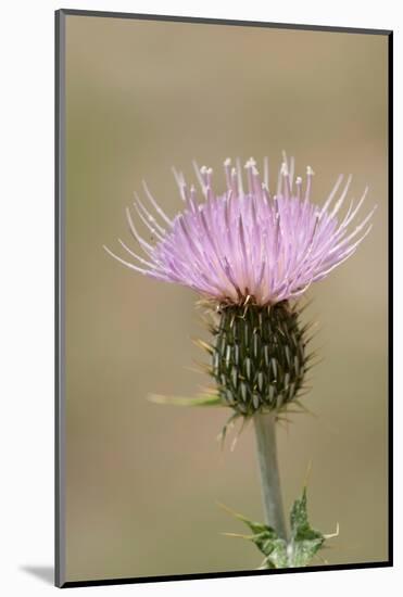 USA, Colorado, San Juan Mountains. Thistle flower close-up.-Jaynes Gallery-Mounted Photographic Print