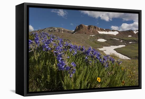 USA, Colorado, San Juan Mountains. Wildflowers on Cinnamon Pass-Jaynes Gallery-Framed Premier Image Canvas