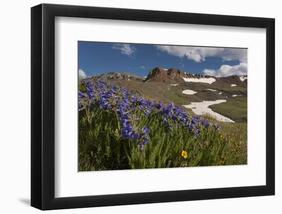 USA, Colorado, San Juan Mountains. Wildflowers on Cinnamon Pass-Jaynes Gallery-Framed Photographic Print