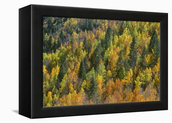 USA, Colorado, San Juan National Forest, Autumn Colored Aspen and Conifer Forest, Lime Creek Valley-John Barger-Framed Premier Image Canvas