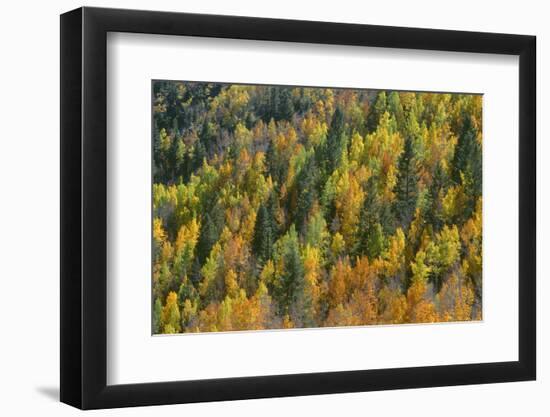 USA, Colorado, San Juan National Forest, Autumn Colored Aspen and Conifer Forest, Lime Creek Valley-John Barger-Framed Photographic Print