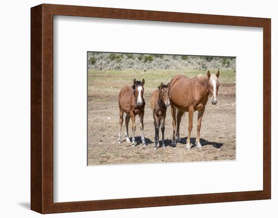 USA, Colorado, San Luis. Wild horse adult and foals.-Jaynes Gallery-Framed Photographic Print