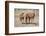 USA, Colorado, San Luis. Wild horse adult and foals.-Jaynes Gallery-Framed Photographic Print