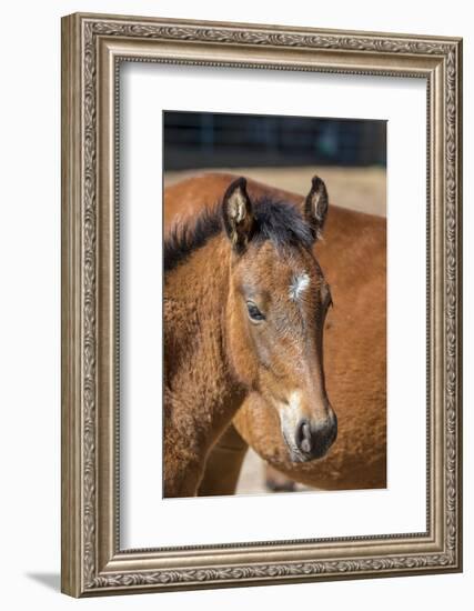 USA, Colorado, San Luis. Wild horse foal close-up.-Jaynes Gallery-Framed Photographic Print