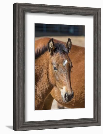 USA, Colorado, San Luis. Wild horse foal close-up.-Jaynes Gallery-Framed Photographic Print