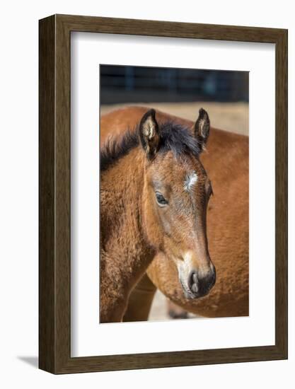 USA, Colorado, San Luis. Wild horse foal close-up.-Jaynes Gallery-Framed Photographic Print