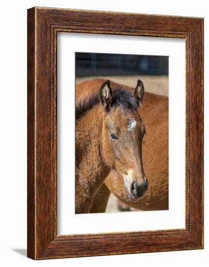 USA, Colorado, San Luis. Wild horse foal close-up.-Jaynes Gallery-Framed Photographic Print